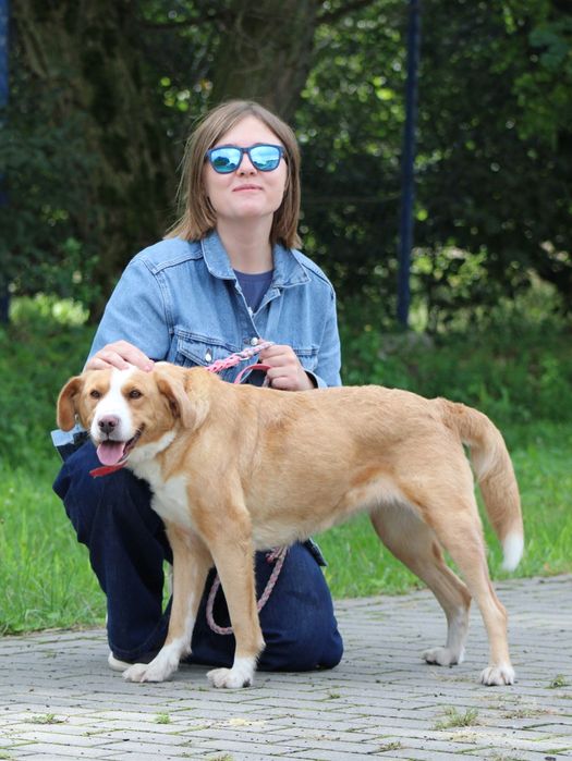 Holly - piękna, delikatna i wrażliwa sunia za kratami