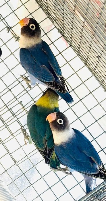 Agapórnis fêmea azul personatus disponivel