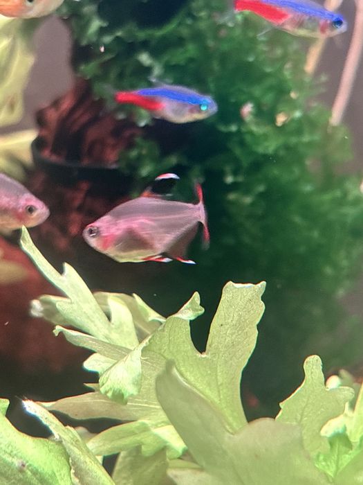 Aquario de agua quente