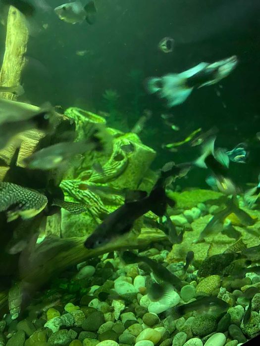 Акваріумні риби Гуппі