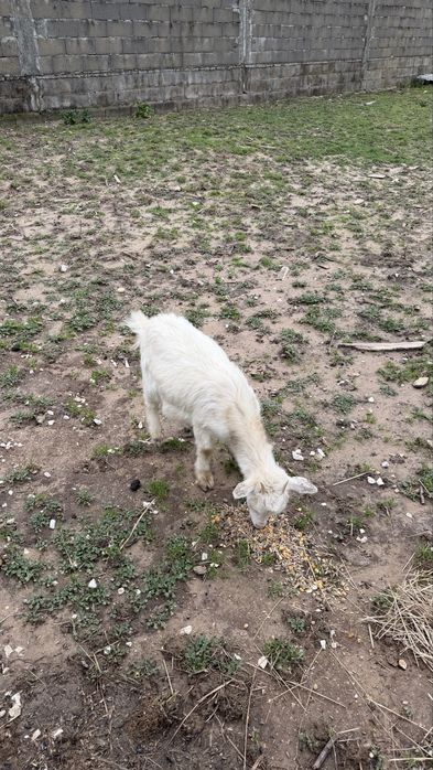 Cabra anã com 10 meses