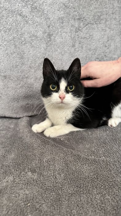 4 miesięczna Milka uratowana z mrozu, teraz szuka domku :(