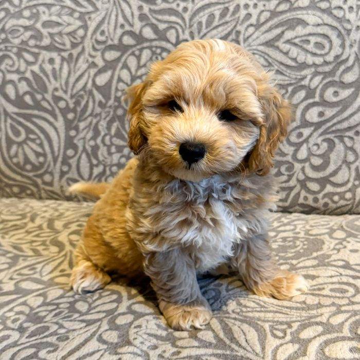 ^^PIESEK^^maltipoo