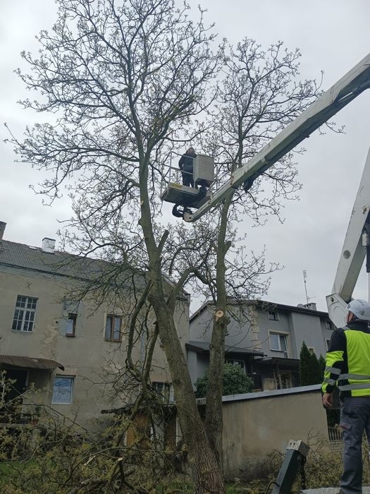 Inwentaryzacja zieleni Zezwolenia Ornitolog Wycinka drzew Nasadzenia