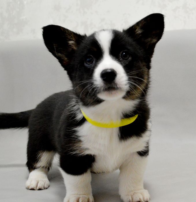 Чудова дівчинка вельш коргі кардіган