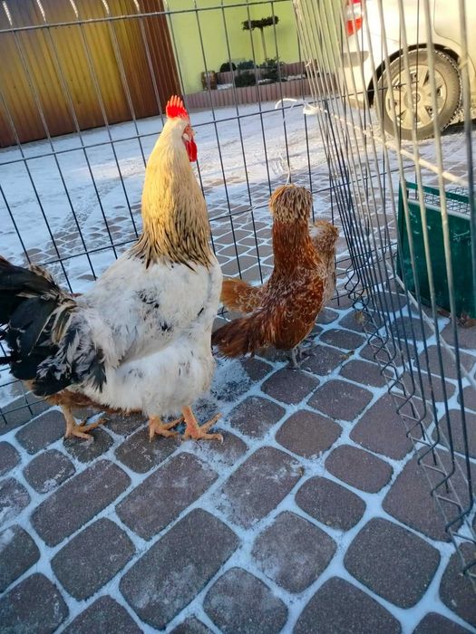 Czubatka Wielbłądzia Miniaturowa