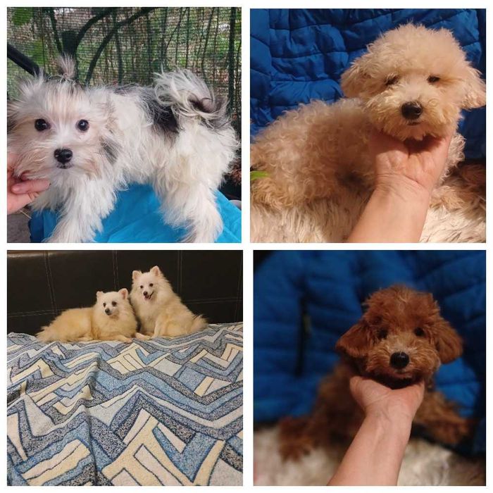 Сладкие мишки мальтипу и той пуделята. Доставка по миру.