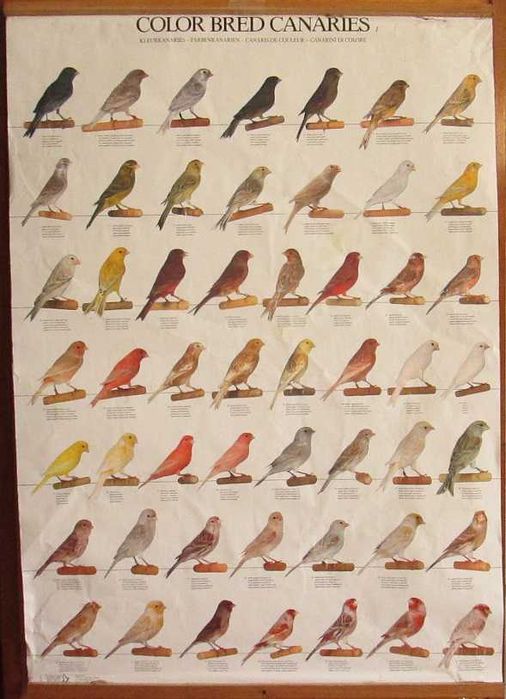 2 Posters de Canários