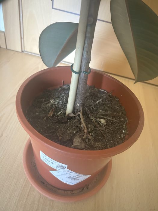 Planta Natural Ficus