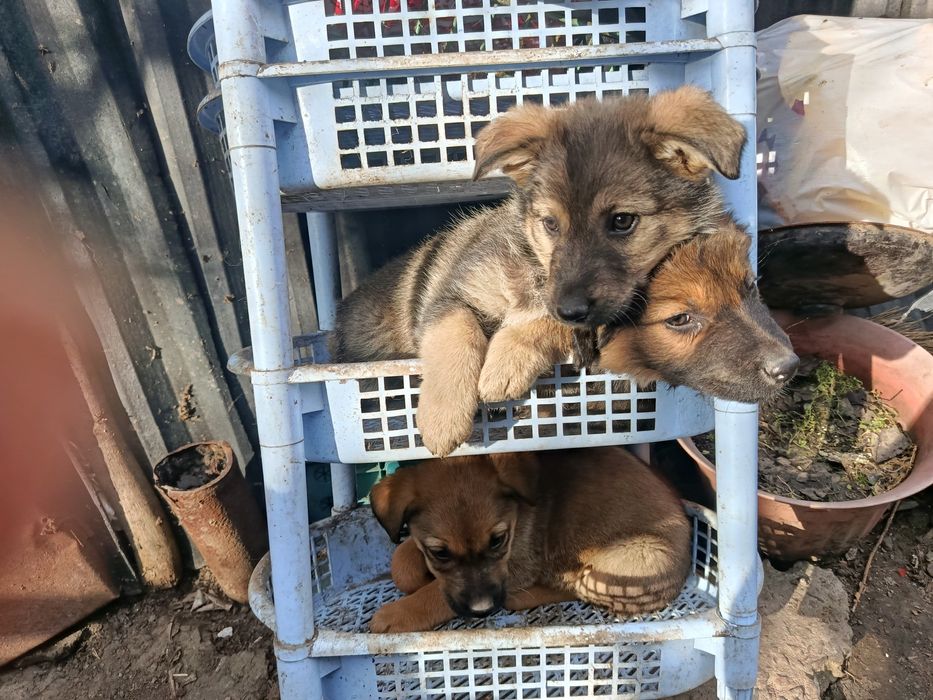 Отдам щенков в хорошие руки