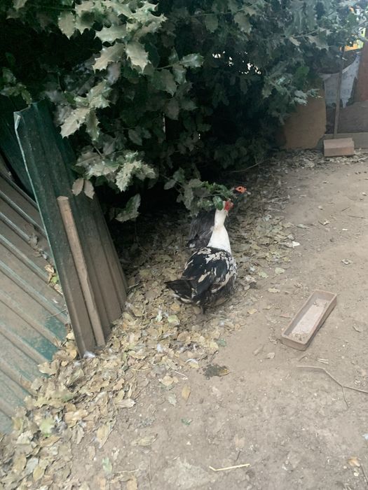 Patos mudos e de pequim