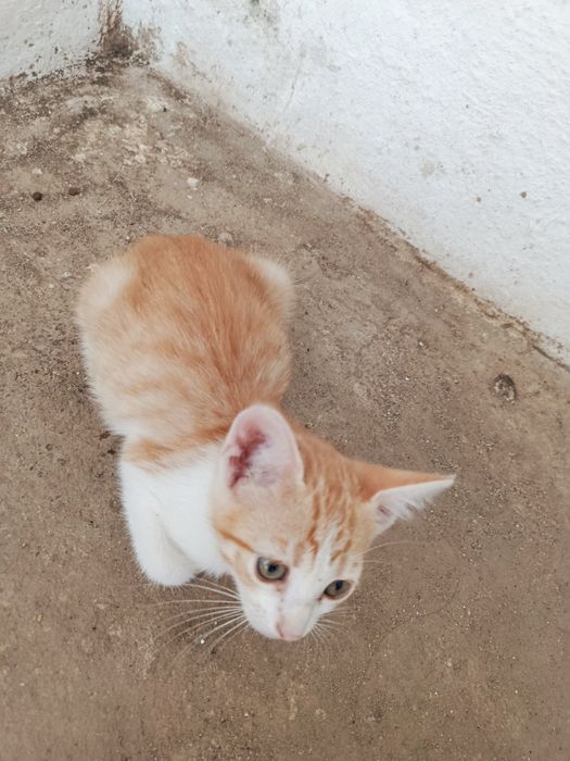 Gatinha bebé para adoção