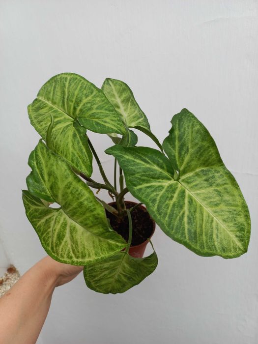 Syngonium Arrow - piękny kwiat - domowa nadprodukcja