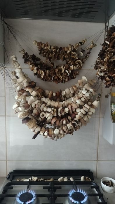 Grzybki suszone 1 kg