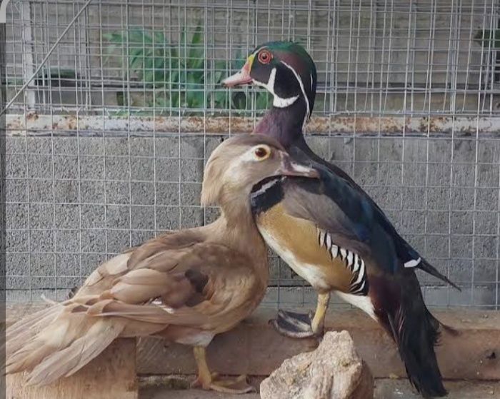Patos carolino, machos selvagem fêmeas canela