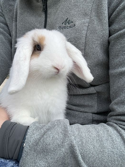 Coelho mini lop