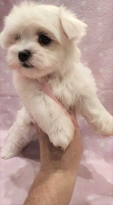 Maltańczyk mini piesek. Pełna dokumentacja.