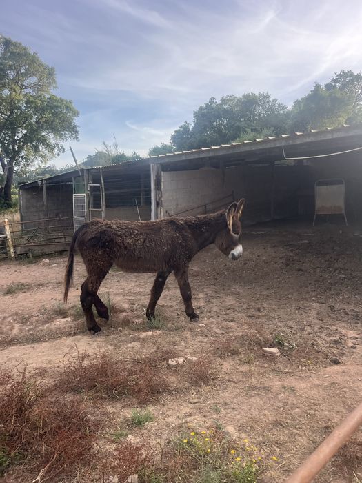 Burro mirandes 5 anos