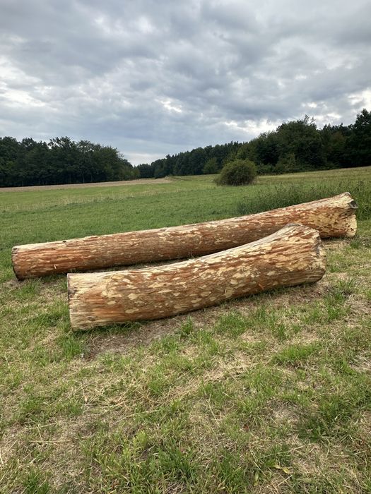 Dąb bezsęczny w klocku odziomek