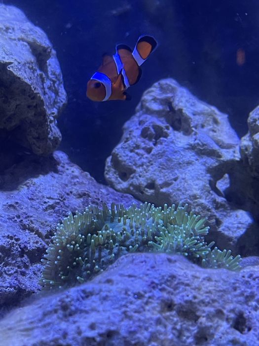 AQUARIO CUBO MARINHO 50x40x40