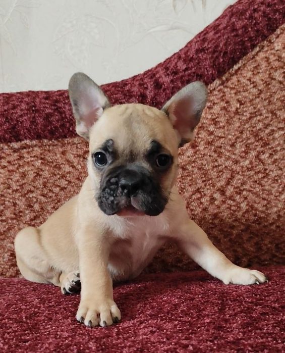 Французький бульдог