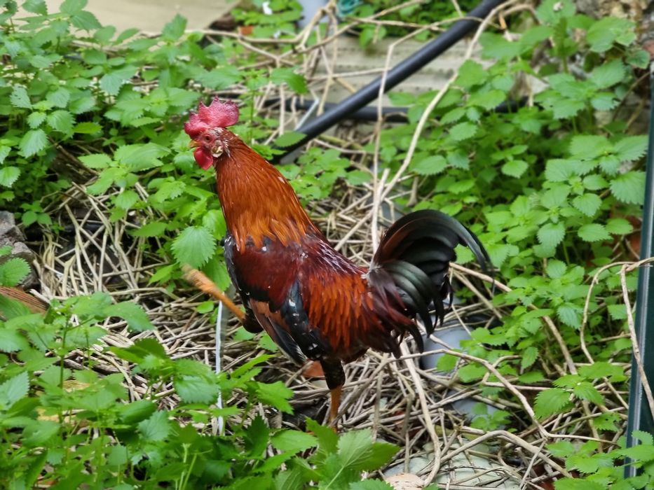 Galo Garnizé Adulto - Muito Bonito e Saudável