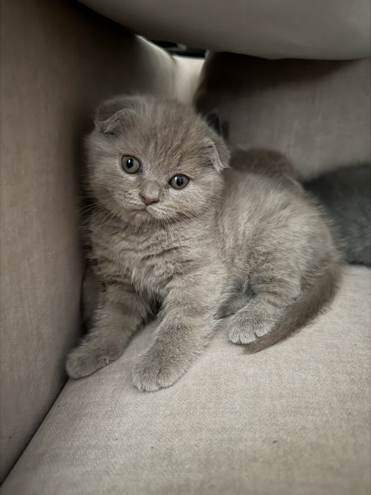 Британський котик ( хлопчик )
