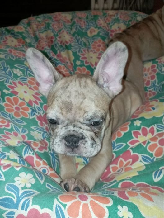 Французький бульдог