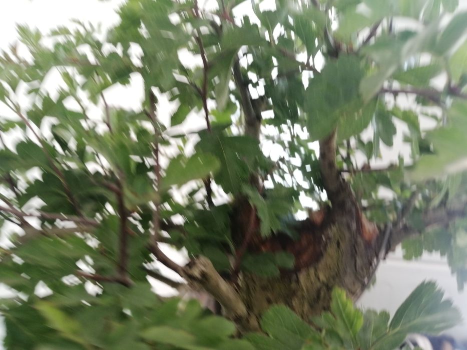 Bonsai Crataegus, Espinheiro  50cm