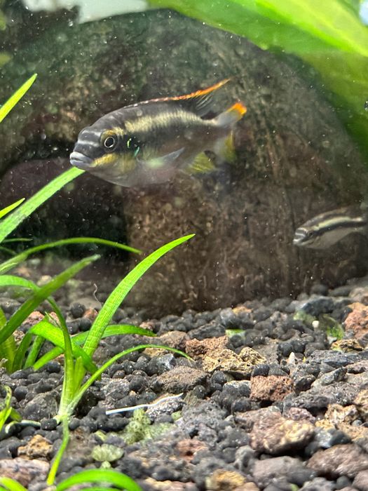Crias de Kribensis 3/4cm
