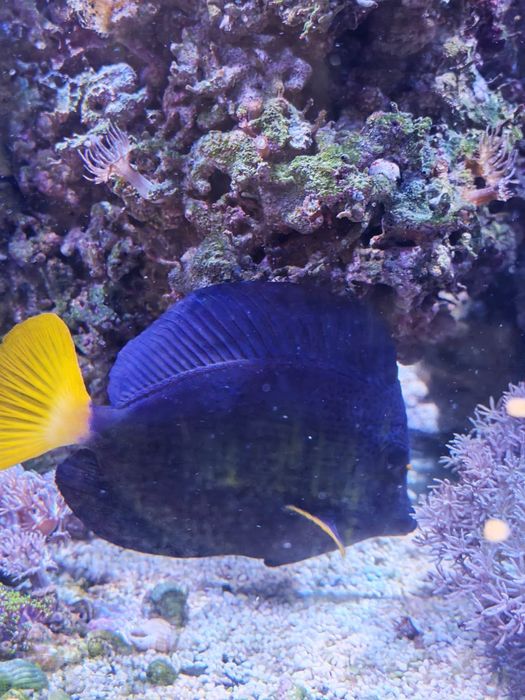 Peixes, rochas e corais