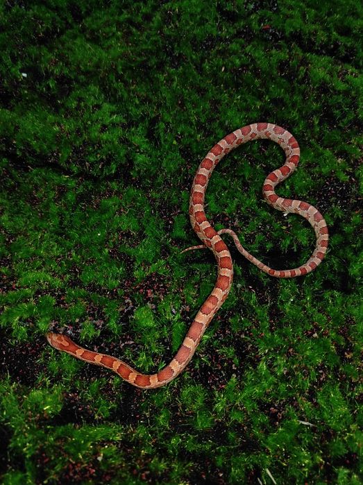 Węże zbożowe różne odmiany