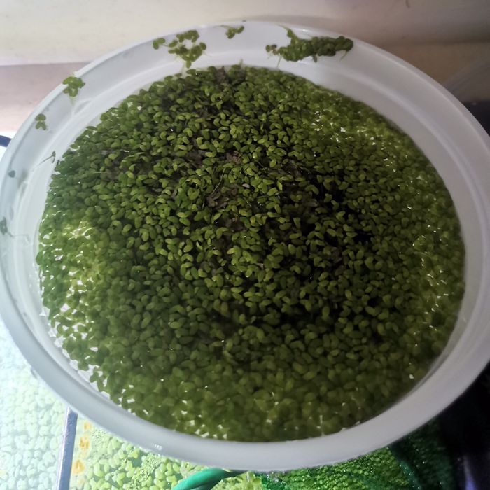 Lemna Minor ( planta flutuante)
