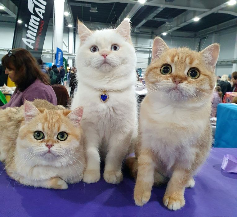 Київ котик, кішечки, кошенята британці, клубні.