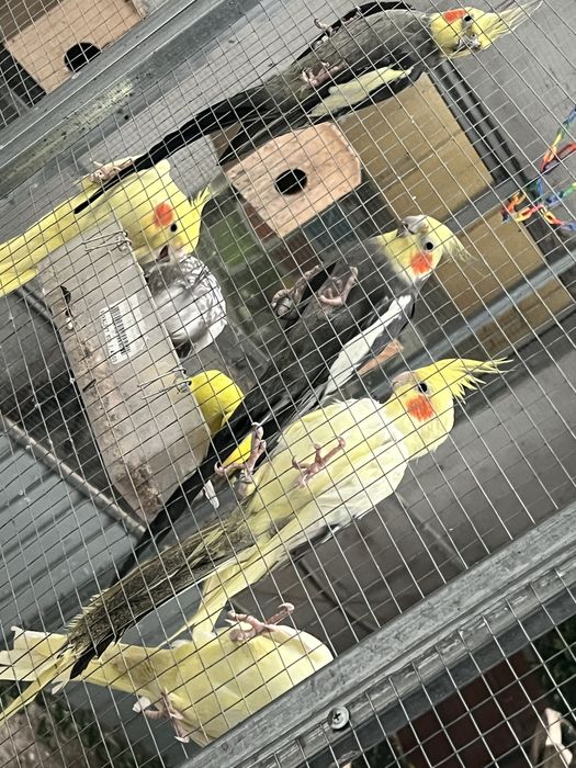 Vendo viveiro para passaros com um ano