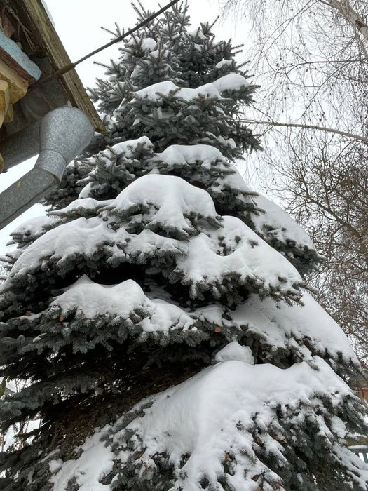 Голуба ялинка (6) метрів