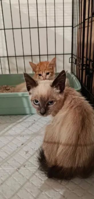 Gatinhos bebés para adoção responsável