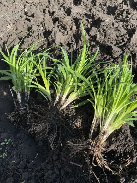 Лілейник бордюрний Стелла де Оро