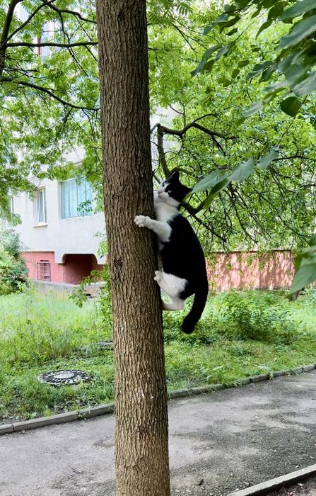 Кастрований котик