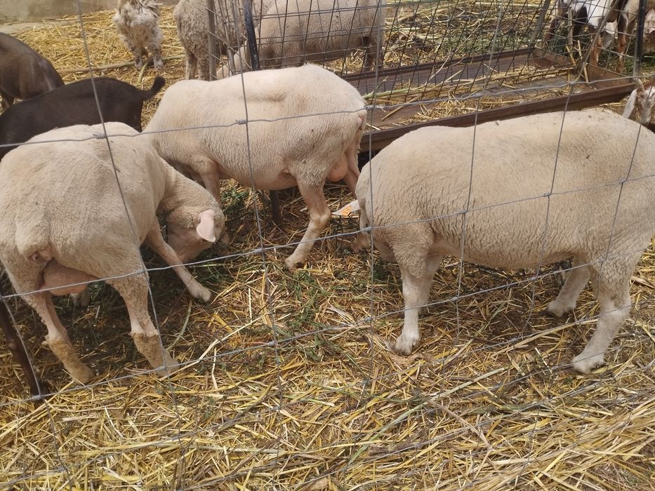 Lote de ovelhas  para venda