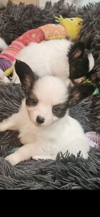 Spaniel Kontynentalny Miniaturowy Papillon