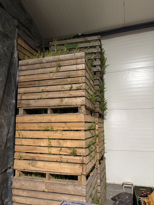 Marchew dla zwierząt