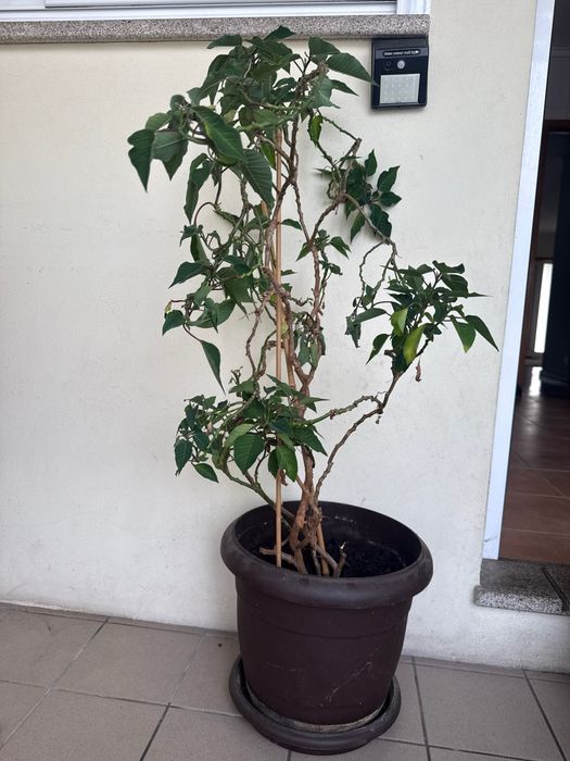 Vendo planta Flor-do-Natal / Bico-de-papagaio grande em vaso (Perene)