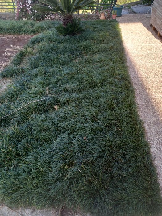 Vende-se relva fiopol