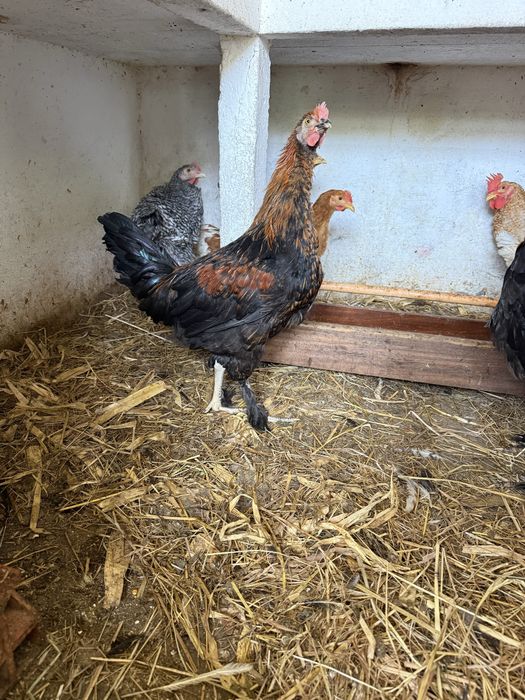 Galos Marans para troca