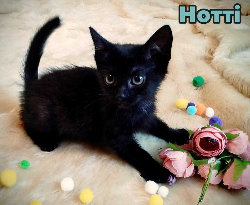 Кошенята шукають маму і тата :)