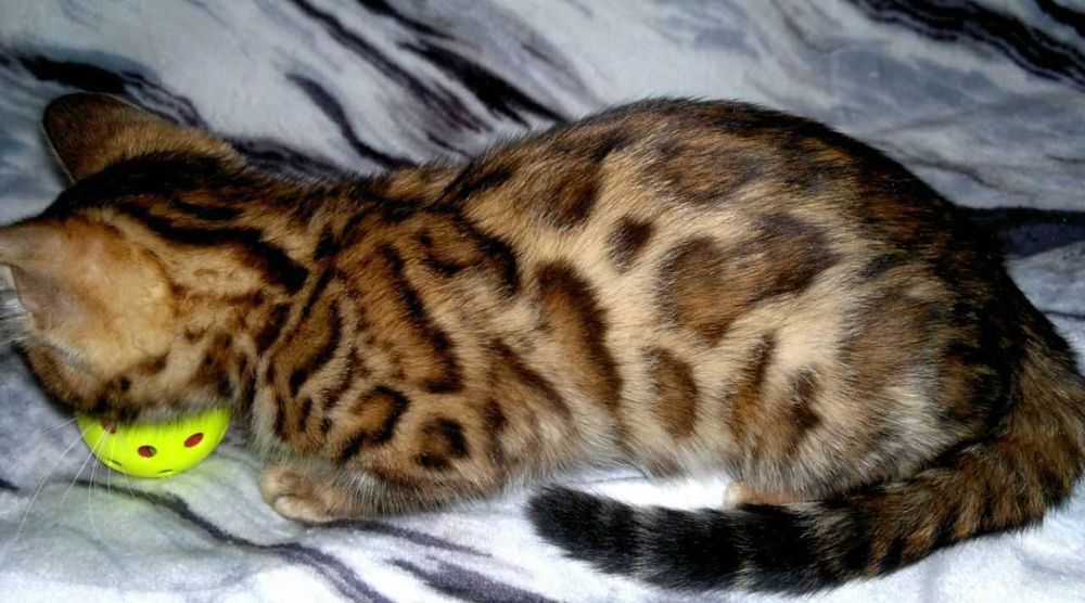 Шикарна клубна бенгальська дівчинка BENn24