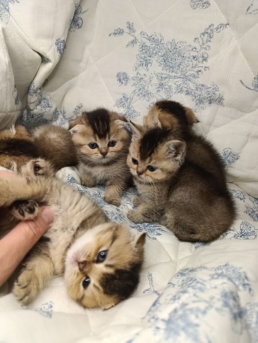 Шотландські кошенята Скоттіш фолд , скоттиш страйт