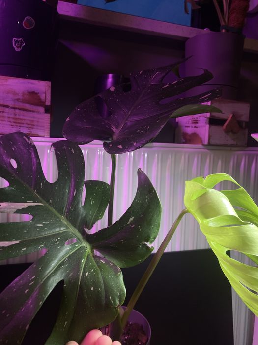 monstera thai duży okaz z doniczką. w bigosie