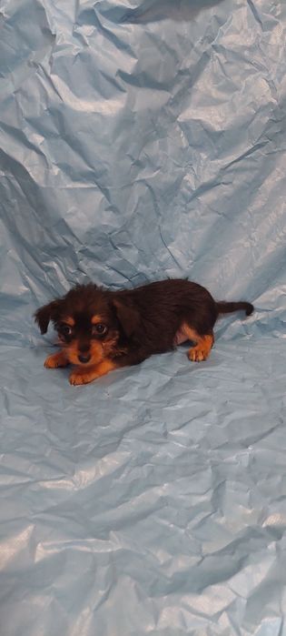 Yorkshire x chichuachua